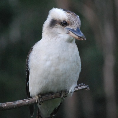 Kookaburra2071