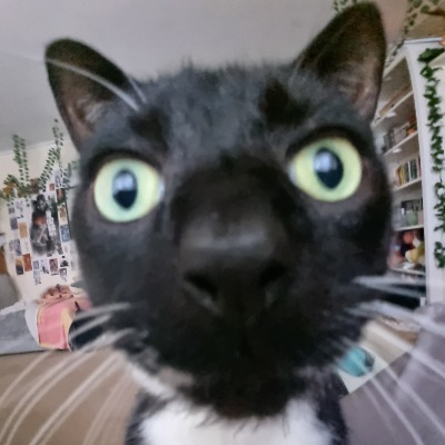 cat_kazoooo
