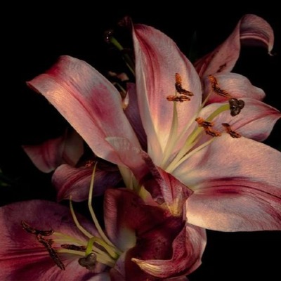 alanna3399v