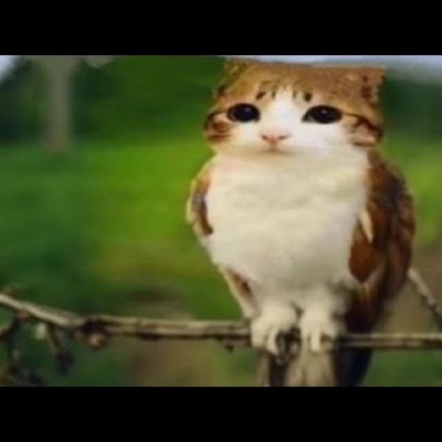 meowl