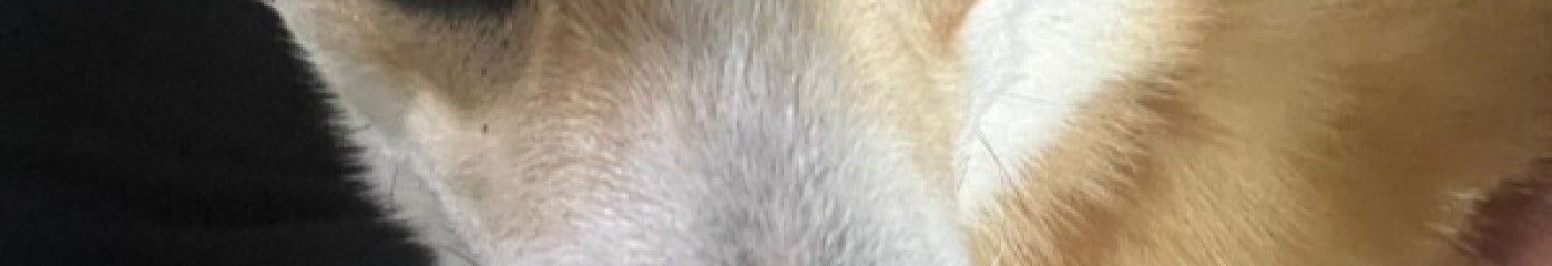 imnotsamson cover
