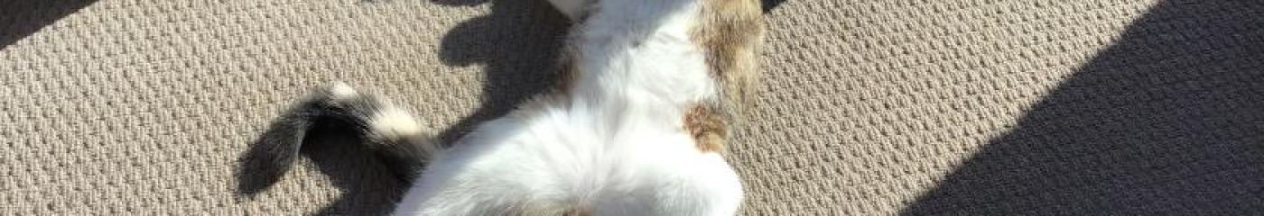 HareKrishna123 cover